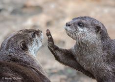 two otters are playing with each other