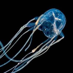 a blue jellyfish swimming in the water