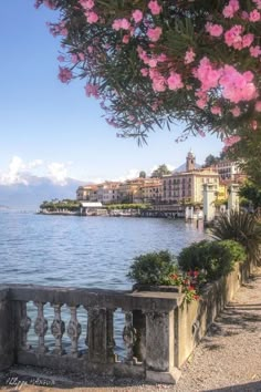 pink flowers are blooming on the side of a lake with buildings in the background