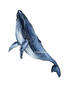 a drawing of a blue whale with its mouth open and it's tail up