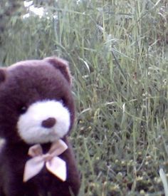 a teddy bear is sitting in the grass