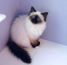 a white and black cat sitting on top of a counter