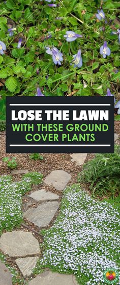 a sign that says lose the lawn with these ground cover plants