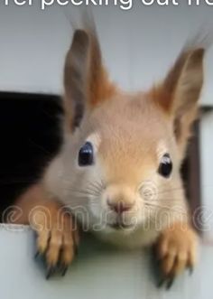 a close up of a small animal with the words talking squirrel on it's face