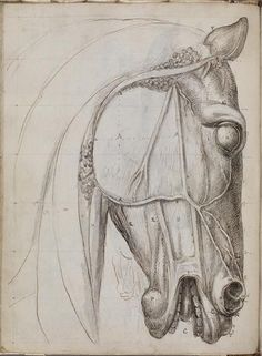 a drawing of a horse's head with the bridle and tail exposed