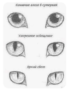 several different types of cats'eyes with the words in russian and english on them