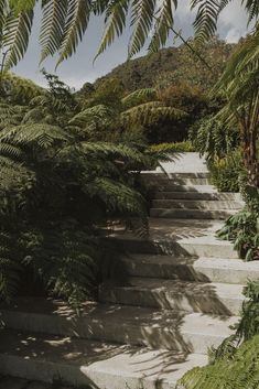 concrete steps leading up to trees and bushes