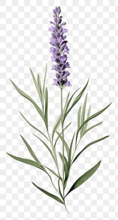 Lavender Png, Purple Lupine, Plants Purple, Lavender Blossom, Flower Lavender, Lupine Flowers, Png Flower, Lavender Flower, Flower Plant