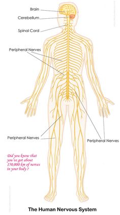 the human nervous system is shown with labels on its main functions and their major branches