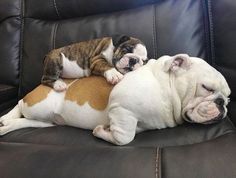 a dog laying on top of a brown and white bulldog