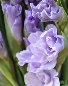 purple flowers with green stems in the foreground