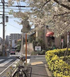 a bicycle parked on the side of a road next to a tree with white flowers