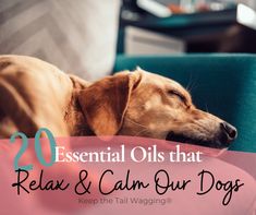 a dog sleeping on top of a blue chair with the words 20 essential oils that relax and calm our dogs