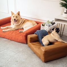 two dogs laying on top of an orange dog bed in the middle of a living room