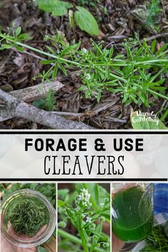 several pictures of plants and leaves with text overlay that reads, forage & use clever cleavers