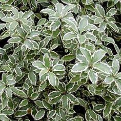 a close up view of some green leaves