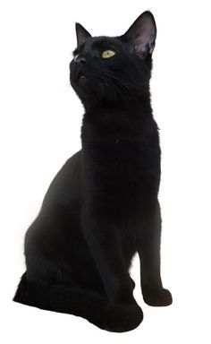 a black cat is sitting and looking up