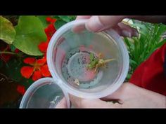 a person holding a plastic container filled with water and small bugs in it's mouth