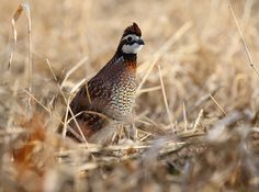 a brown and white bird standing in the middle of some dry grass on a sunny day