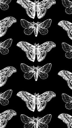 the moths are all different shapes and sizes