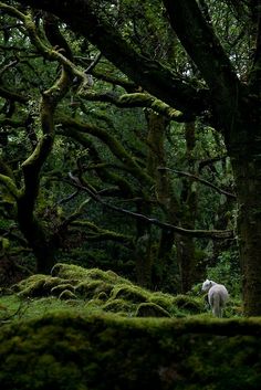 a white horse standing in the middle of a lush green forest filled with trees and moss