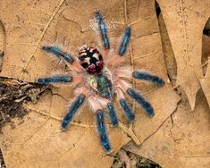 a blue and black spider sitting on top of a leaf