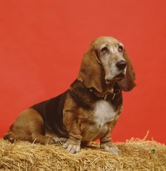 a brown and black dog sitting on top of hay next to a red wall in front of it