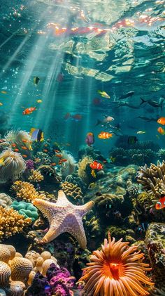 an underwater scene with starfish, corals and other marine life in the ocean