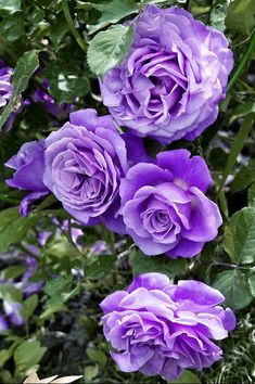 purple roses are blooming in the garden