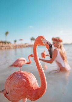 two flamingos are standing in the water at the beach