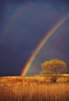 a rainbow in the sky over a field with a lone tree and a single leafed tree