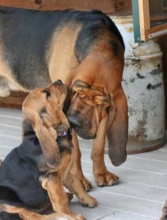 two dogs that are standing next to each other on the ground and one is rubbing its head against another dog's ear