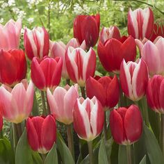 Van Zyverden, Candy Striper, Spring Garden Flowers, Fall Bulbs, Tulip Bulbs, Garden Bulbs, White Tulips, Red Tulips, Tall Plants