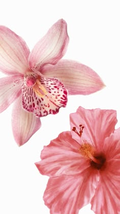 two pink flowers on a white background with one flower in the foreground and the other behind it