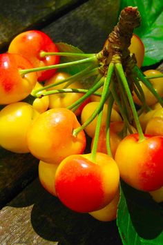 some yellow and red cherries are on the tree