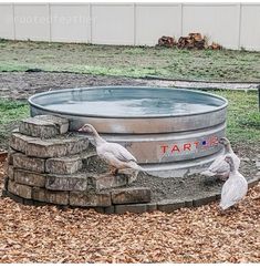 two birds are standing in front of an empty water tub with tarts written on it