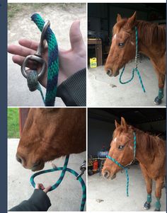 four different pictures of a brown horse with a blue rope around it's neck