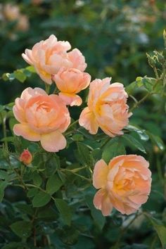 three peach colored roses with green leaves in the foreground and on the far side