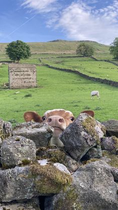 a cow peeking out from between rocks in a field with sheep grazing on the other side