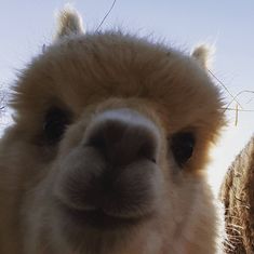 an alpaca is looking at the camera