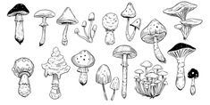 hand drawn doodle mushrooms set