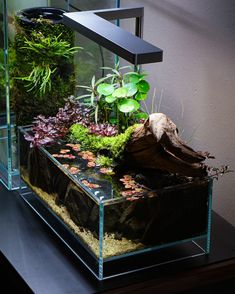 an aquarium with plants and rocks in it