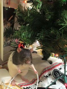 a rat sitting on top of a blanket under a christmas tree next to a computer mouse