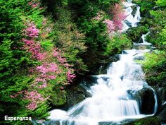 a small waterfall surrounded by trees and flowers