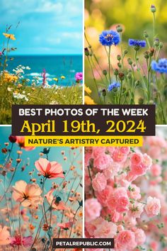 the best photos of the week from nature's artistry captured to be featured on instagram