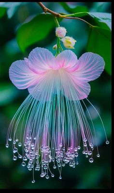 a pink flower with water droplets hanging from it's petals