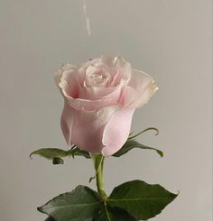 a single pink rose is in a vase