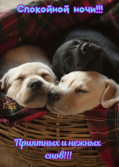 two puppies are laying in a basket with the caption russian words on it