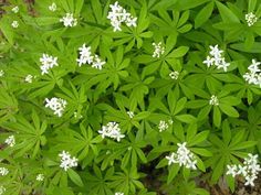 small white flowers are growing in the grass