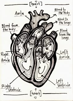 a diagram of the human heart with labels on each side and labeled parts labelled below